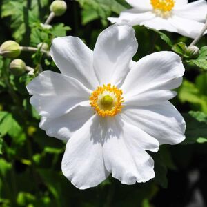 Anemone × hybrida 'Honorine Jobert' ---